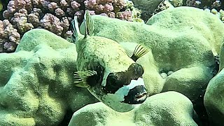 Masked puffer Arothron diadematus 4K [upl. by Nedrud870]