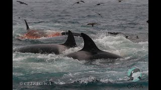 Killer whales attack and kill blue whale [upl. by Einalam]