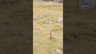 Adorables petites marmottes dans le parc de la Vanoise 😍 Mes petites chouchoutes dans les Alpes [upl. by Annail]