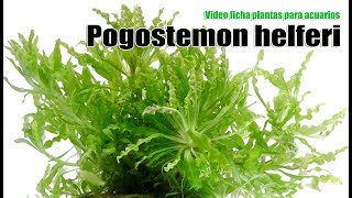 Pogostemon helferi  video ficha [upl. by Karas]