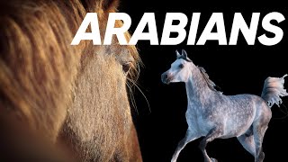 8 Fascinating Facts about Arabian Horses [upl. by Beesley]