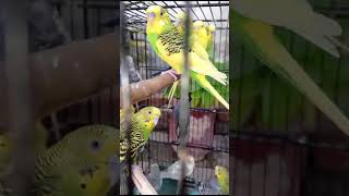 buggies birdsmarket birdsounds buggies viralshort shortvideo shortsyoutube [upl. by Santiago]