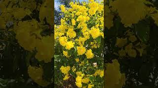 Tecoma Flowers  Transform Your Home with Tecoma Flowers A Complete Care Guideshorts shortvideo [upl. by Sid]