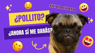 ¡INCREÍBLE reacción de un pug ante la comida [upl. by Oirram]