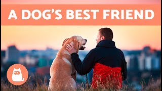 Are You Your Dog’s Favorite Person ️🐶❤️ 10 Signs [upl. by Ittap118]