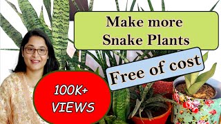 🔴🪴How to Care Grow and Propagate Snake Plant  snakeplant gardening snakeplantcare propagation [upl. by Enal]