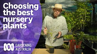 How to choose the best plants at the nursery  Australian native plants  Gardening Australia [upl. by Nadnarb]