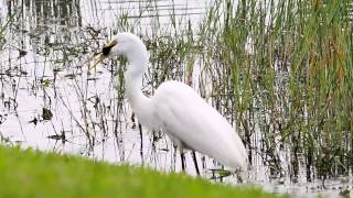 white heron devouring moorhen chick [upl. by Asilak]