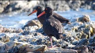 Sooty Oystercatcher – Haematopus fuliginosus [upl. by Nilekcaj261]