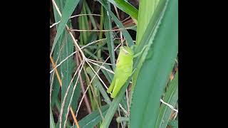 GREEN YOUNG GRASSHOPPER among GRASS insects green young grasshopper among grass insecthabitat [upl. by Karmen]