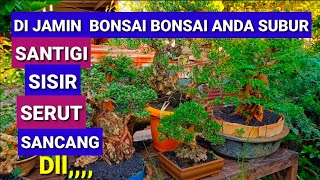 Tips Bikin Bonsai Bonsai Anda Subur [upl. by Eillat]