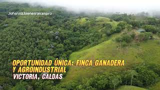 OPORTUNIDAD ÚNICA FINCA GANADERA EN VICTORIA CALDAS [upl. by Iduj]