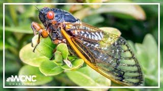 Cicada invasion Rare doublebrood event predicted for 2024 [upl. by Bills]