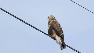 Roughlegged Hawk [upl. by Norrad]