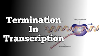 Termination process in Transcription  Rho Dependant and Rho independent  Hair pin Loop [upl. by Felicio]