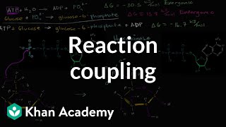 Reaction coupling to create glucose 6 phosphate  Biology  Khan Academy [upl. by Sherm]