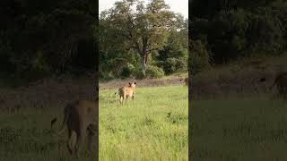 Lionesses Hunt Impala [upl. by Philan]