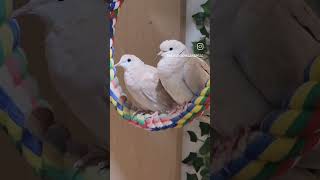 Ringneck Doves make awesome pets Contact 317 7561680 today birds dove [upl. by Aket]