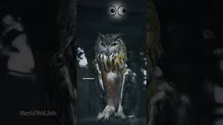 Why do all Birds hates Owls So much factstelugu ytshorts [upl. by Anitap]