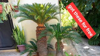 Cycas revolutaquotSago Palmquot transplant [upl. by Areivax251]