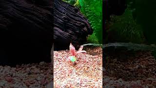 Cryptocoryne Flamingo [upl. by Iman]