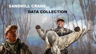 Sandhill Crane Data Collection [upl. by Adelpho]