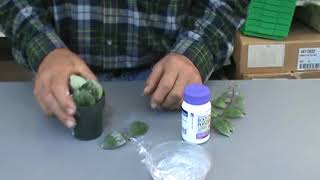 Propagating The Lipstick Plant Aeschynanthus Pulcher The Plant Farm® [upl. by Ardnuas]