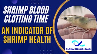 How to test shrimp blood clotting time [upl. by Elleirua830]