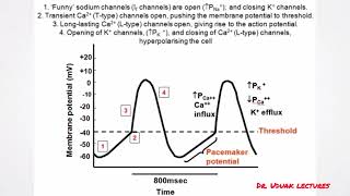 Pacemaker potential [upl. by Baron33]