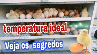 temperatura ideal da chocadeira veja os segredos para o sucesso🐣🐣🐣🐣 [upl. by Buffo604]