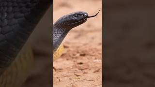 Australias Lethal Inland Taipan Snake😱😳😲 [upl. by Lamee]