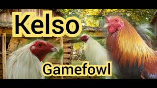 Pure Kelso Gamefowl Bloodlines in the United States [upl. by Etteneg237]