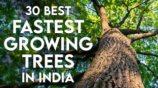 30 FastGrowing Trees in India  Shade Trees amp Plants for Home Gardening [upl. by Sidney185]