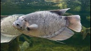 Giant Gourami Fish [upl. by Adelind]