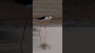 Pond life abcnatureshorts naturalwildlife stilt pondheron goldenplover sandpiper wagtail [upl. by Ilbert195]