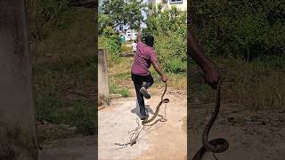 Indian Rat snake Rescue non venomous [upl. by Acinaj769]