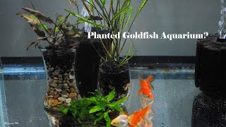 Plants for Goldfish Aquariums [upl. by Lienaj929]