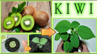 PIANTINA DI kIWI A COSTO ZERO dagli scarti del frutto how to grow kiwi tree como dar alla luz kiwi [upl. by Romanas]