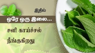 Karpooravalli Health Benefits amp Home Remedies  Tamil Health Tips  Plectranthus Amboinicus [upl. by Sirod]