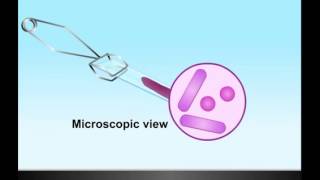 Gram Stain HD Animation [upl. by Ray]