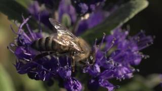 Pflanzen für Insekten und Vögel [upl. by Aekim]