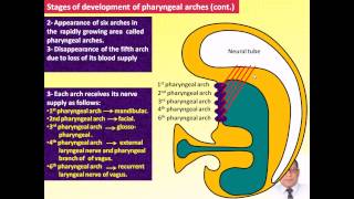 Magdy Said Anatomy SeriesSpecial Embryology1pharyngeal arches branchial apparatus [upl. by Aman410]