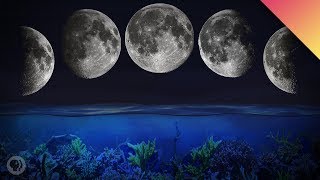 How The Moon Controls Biology [upl. by Arol]