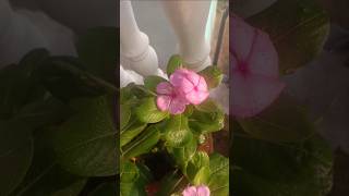 Vinca Rosea gardening tips VincaBonsai SadabaharFlower GardeningTips Gardening balconygarden [upl. by Alleciram]