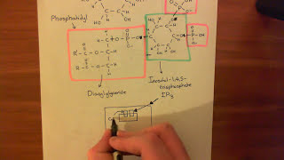 The Phosphoinositide Pathway Part 3 [upl. by Nahtnhoj]