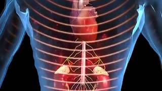 How Stress Affects the Body Animation  Function of Epinephrine and Cortisol Video [upl. by Ralyat]