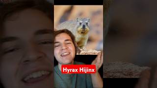 Hirax Hijinx todayilearned animalfacts paleontology animalshorts biology hyrax [upl. by Packston]