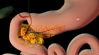 Pancreas Explained  3D Animation [upl. by Trygve]