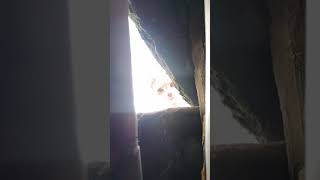 Cat hisses from roof in Ginebra Colombia [upl. by Achorn]