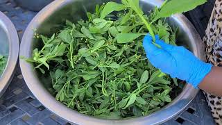 How To Process Preserve Waterleaf amp Save Waterleaf Seeds Waterleaf [upl. by Natek316]